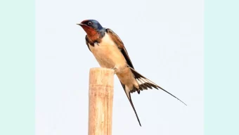 আকর্ষণীয় উড়ার ভঙ্গিতে অনন্য মেঠো আবাবিল