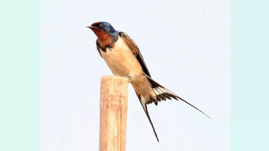 আকর্ষণীয় উড়ার ভঙ্গিতে অনন্য মেঠো আবাবিল