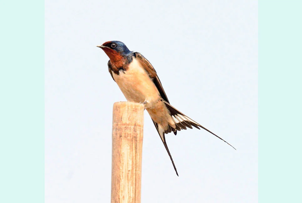 আকর্ষণীয় উড়ার ভঙ্গিতে অনন্য মেঠো আবাবিল