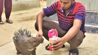 পোষ মেনেছে বিলুপ্তপ্রায় বন্যপ্রাণী সজারু