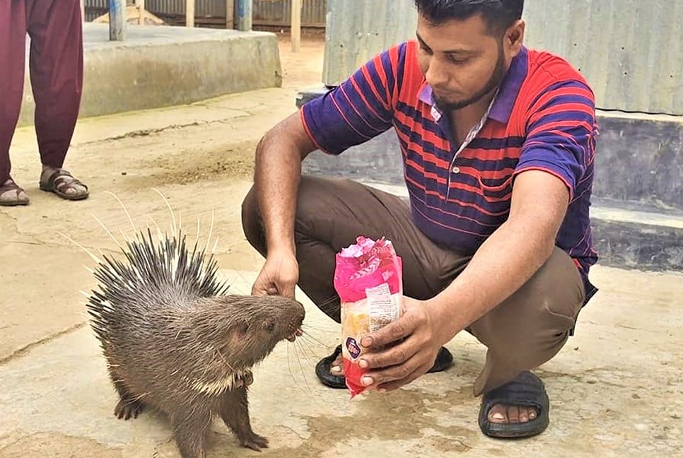 পোষ মেনেছে বিলুপ্তপ্রায় বন্যপ্রাণী সজারু