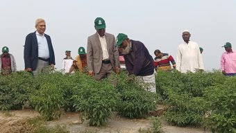লোকসান কাটিয়ে লাভের সম্ভাবনা দেখছেন মেঘনা চরের কৃষকরা