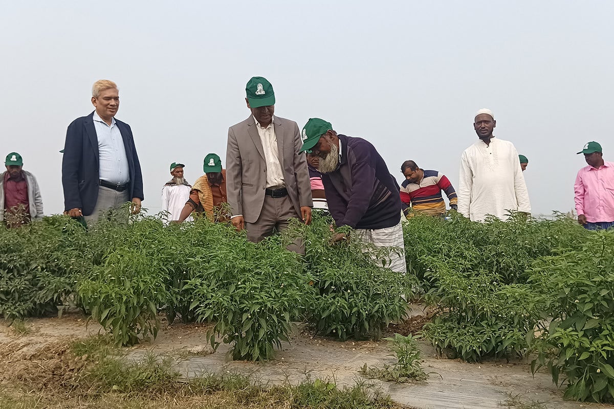 লোকসান কাটিয়ে লাভের সম্ভাবনা দেখছেন মেঘনা চরের কৃষকরা