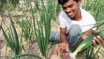 গ্রীষ্মকালীন পেঁয়াজ চাষে কৃষকের সফলতা