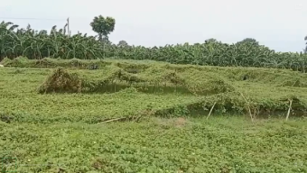 পীরগঞ্জে করলার গাছ কেটে ফসল নষ্টের অভিযোগ