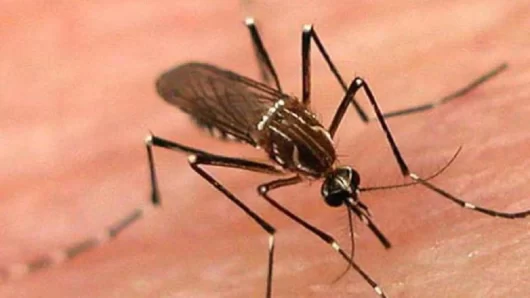 ২৪ ঘণ্টায় ডেঙ্গুতে আরও ৩ জনের মৃত্যু, হাসপাতালে ভর্তি ৩৩১ জন