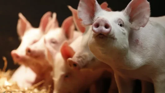 বিশ্বে প্রথমবার মানবদেহে শূকরের ফুসফুস প্রতিস্থাপন