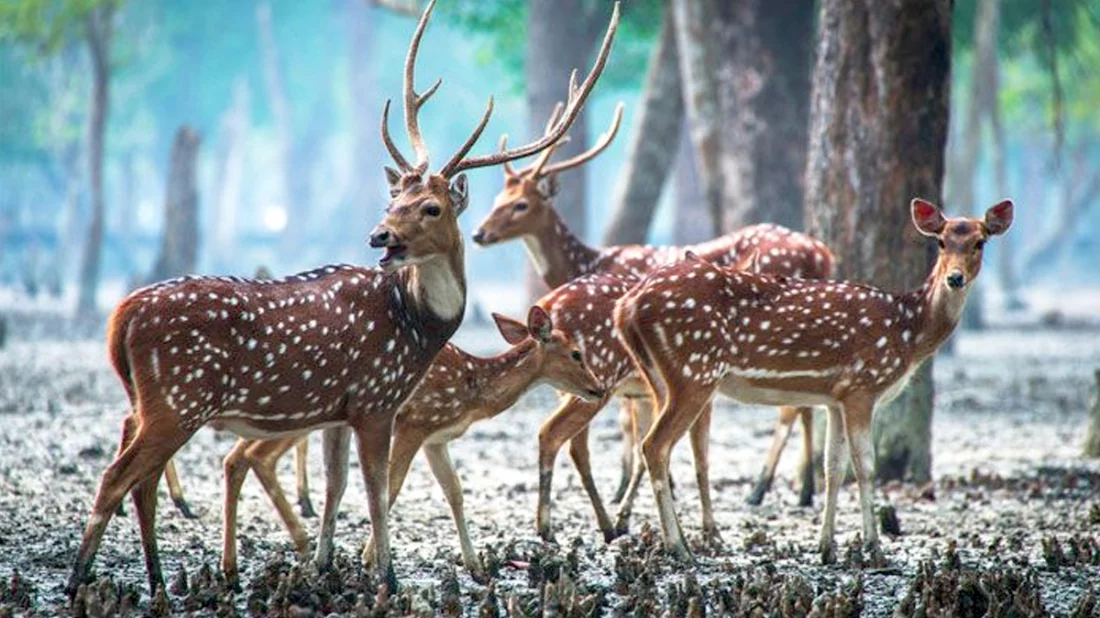 নিষেধাজ্ঞা উপেক্ষা করে সুন্দরবনে চলছে হরিণ শিকার