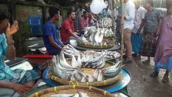 ভরা মৌসুমেও মেঘনার ইলিশের দাম আকাশচুম্বী