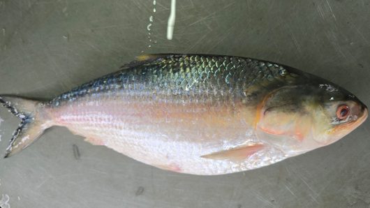 একটি ইলিশ বিক্রি হলো ১১ হাজার ৩৪০ টাকায়