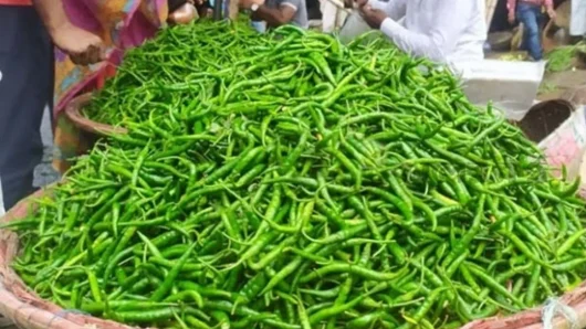 হিলি বন্দরে কেজিপ্রতি ৭০ টাকা কমেছে কাঁচা মরিচের দাম