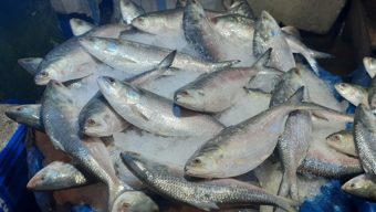 দেশ থেকে যে কৌশলে পাচার হচ্ছে ইলিশ