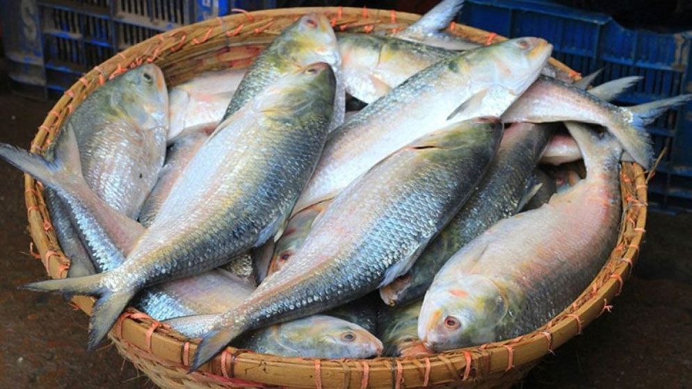 ভারতে ফের ইলিশ রপ্তানির অনুমতি, ১২ দিনে গেল ১৩৬ টন