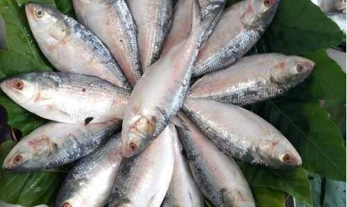 ইলিশ মাছ রপ্তানি সংক্রান্ত বিজ্ঞপ্তি প্রকাশ করেছে বাণিজ্য মন্ত্রণালয়।