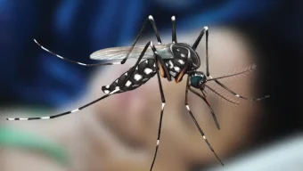 ডেঙ্গুতে প্রাণহানি ২৫০ ছাড়ালো