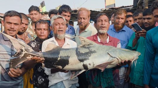 ভোলার মেঘনায় ধরা পড়লো ২১ কেজি ওজনের নিষিদ্ধ বাঘাইর মাছ