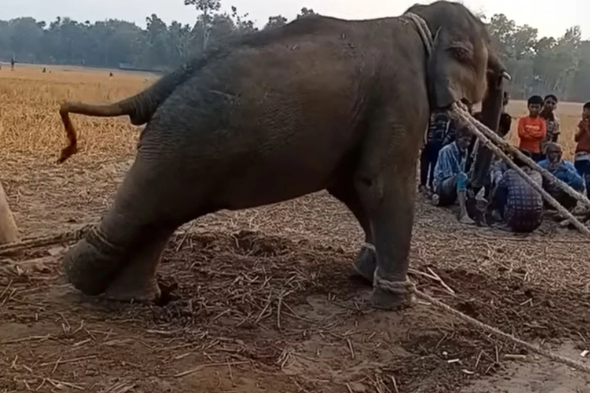 বন বিভাগের হস্তক্ষেপে মুক্তি পেল হস্তীশাবক ‘বীরবাহাদুর’