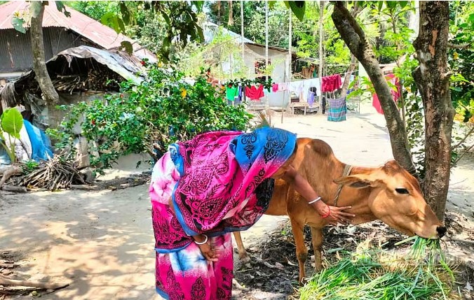 মাছ বাঁচাতে জেলেদের হাতে ছাগল-গরু-ভ্যান
