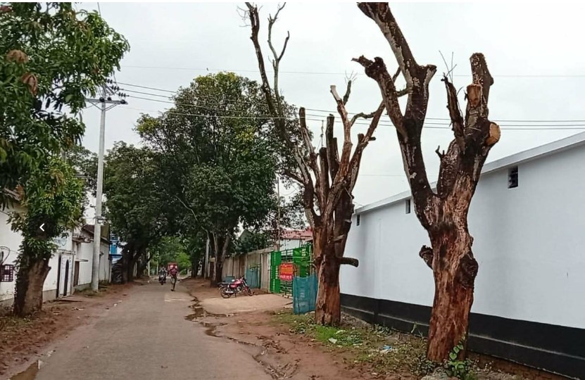 নওগাঁর মহাদেবপুর উপজেলা ধুনজইল মোড়ে সরকারি গাছের মাথা কেটে ফেলার ও ফুটেজ মুছে দেওয়ার অভিযোগ
