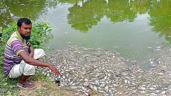 নওগাঁর পোরশায় রাতের অন্ধকারে পুকুরে বিষ দিয়ে মাছ নিধন,প্রায় লক্ষাধিক টাকার ক্ষতি