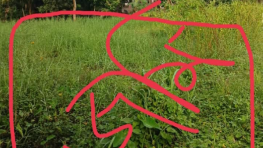 একই দাগের জমি একবার ‘নাল’, আবার ‘বাগানবাড়ি’