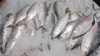 সরকারি উদ্যোগে বাড়বে ইলিশের উৎপাদন